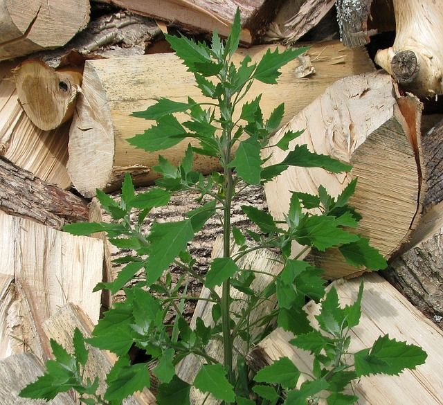 Lamb's Quarters (chenopodium album)